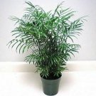 Neanthebella Palm  Foliage House Easy To Grow Live Plant NN7 4inPot  Indoor CO8