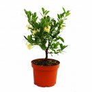 Arbutus Unedo plant 5gallon Live Plant NN7 FR75G Outdoor