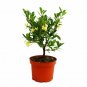 Arbutus Unedo plant 5gallon Live Plant NN7 FR75G Outdoor