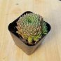 Sempervivum Succulent House Plant 1Gal Live Plant