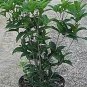 Santa Cruz Firethorn Pyracantha Kanta Cruz plant 1gallon Live Plant NN7