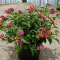 Lantana Irene Pink Yellow Red ennial Outdoor plant 1gallon Live Plant NN7