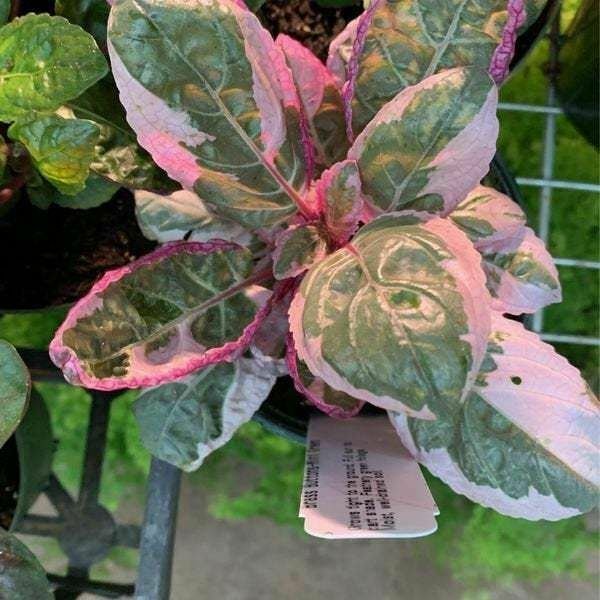 Snow White Pink Waffle  Hemigraphis House Live Plant NN7 4inPot  Indoor CO8