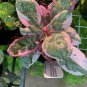 Snow White Pink Waffle  Hemigraphis House Live Plant NN7 4inPot  Indoor CO8