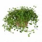 Angel Vine Wine Vine Mini Vine Complexa Leaf 6inPot Live Plant NN7 6in9 FOLIAGE