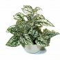 Polka Dot White Fairy Garden Foliage Indoor Outdoor Live Plant NN7 4inPot