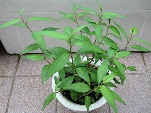 Coriander Vietnamese Mint Rau Ram  P Live Plant NN7 4inPot  Indoor CO8