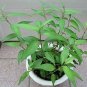 Coriander Vietnamese Mint Rau Ram  P Live Plant NN7 4inPot  Indoor CO8