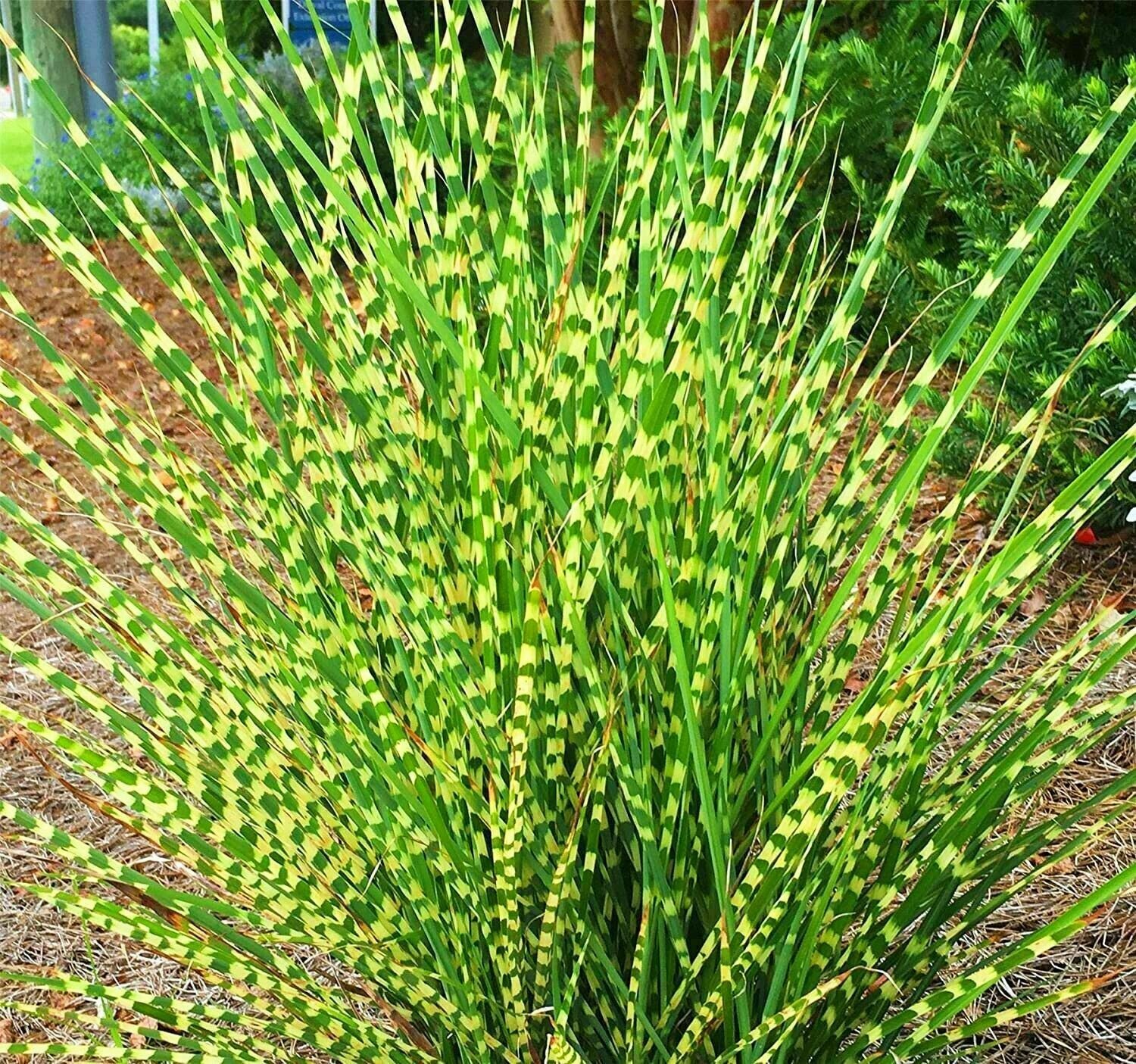 Miscanthus Gold Bar Eulalia Gold Barilvergrass plant 1gallon Live Plant NN7