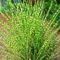 Miscanthus Gold Bar Eulalia Gold Barilvergrass plant 1gallon Live Plant NN7