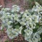 Mint Mountain Pycnanthemum Muticum Herbs Live Plant NN7 4inPot