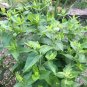 Mint Mountain Pycnanthemum Muticum Herbs Live Plant NN7 4inPot