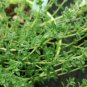 Thyme Lavender Herbs Live Plant NN7  veggies herbal  4inPot