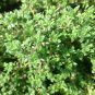 Thyme Lavender Herbs Live Plant NN7 veggies herbal 4inPot
