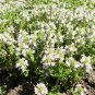 Thyme Lavender Herbs Live Plant NN7 veggies herbal 4inPot