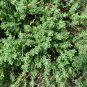 Thyme Lavender Herbs Live Plant NN7 veggies herbal 4inPot