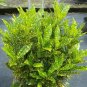 Croton Petra 6inPot door Houses Air Purifying Shrub Live Plant NN7 6in9 FOLIAGE
