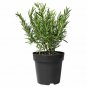 Rosmarinus off Ingramii Dwarf Rosemary plant 1gallon Live Plant NN7 MR71G