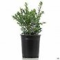 Green Beauty Boxwood Buxus J Green Beautyhrubs plant 1gallon Live Plant NN7