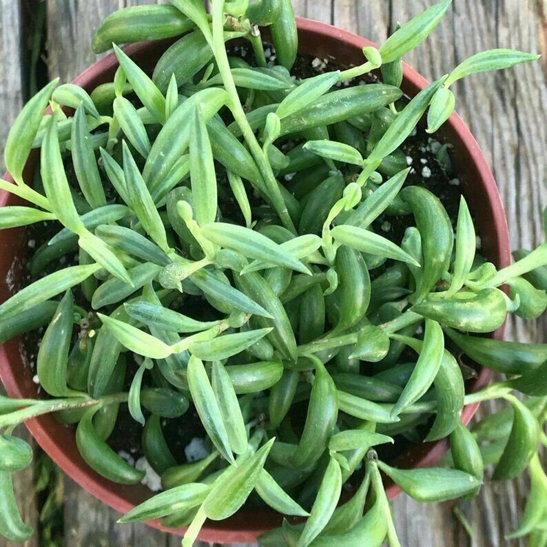 String Of Fishhooks Fishhooks Senecio  Full Big Live Plant NN7 4inPot  Indoor CO