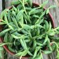 String Of Fishhooks Fishhooks Senecio  Full Big Live Plant NN7 4inPot  Indoor CO