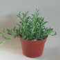 String Of Fishhooks Fishhooks Senecio  Full Big Live Plant NN7 4inPot  Indoor CO