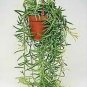 String Of Fishhooks Fishhooks Senecio  Full Big Live Plant NN7 4inPot  Indoor CO