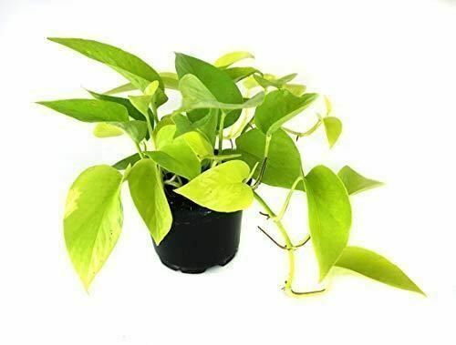 Epipremnum Aureum Neon pothos  Live Plant NN7 4inPot  Indoor CO8