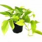 Epipremnum Aureum Neon pothos  Live Plant NN7 4inPot  Indoor CO8