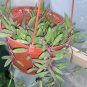 String Of Rubby String Succulent Purple Pickle  Live Plant NN7 4inPot  Indoor CO