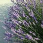 Grosso French Hybrid Lavender Herb ennial Live Plant NN7 4inPot Indoor CO8