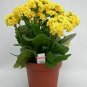 Kalanchoe Yellow Kanlanchoe Succulent  Forever Live Plant NN7 4inPot  Indoor CO8