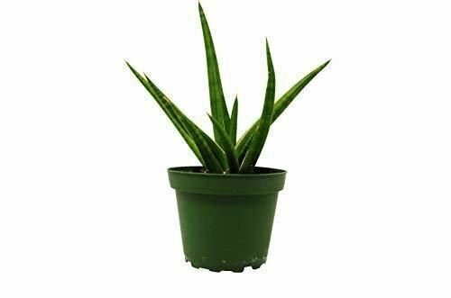 Sansevieria Snake Stuckii #Hpsfa Live Plant NN7 4inPot   Indoor CO8