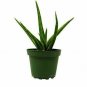 Sansevieria Snake Stuckii #Hpsfa Live Plant NN7 4inPot   Indoor CO8