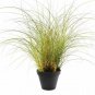 Miscanthus Morning Light plant 1gallon Live Plant NN7 FR71G Outdoor