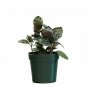 Waffle Purple Waffle Live Plant NN7 4inPot  Indoor CO8