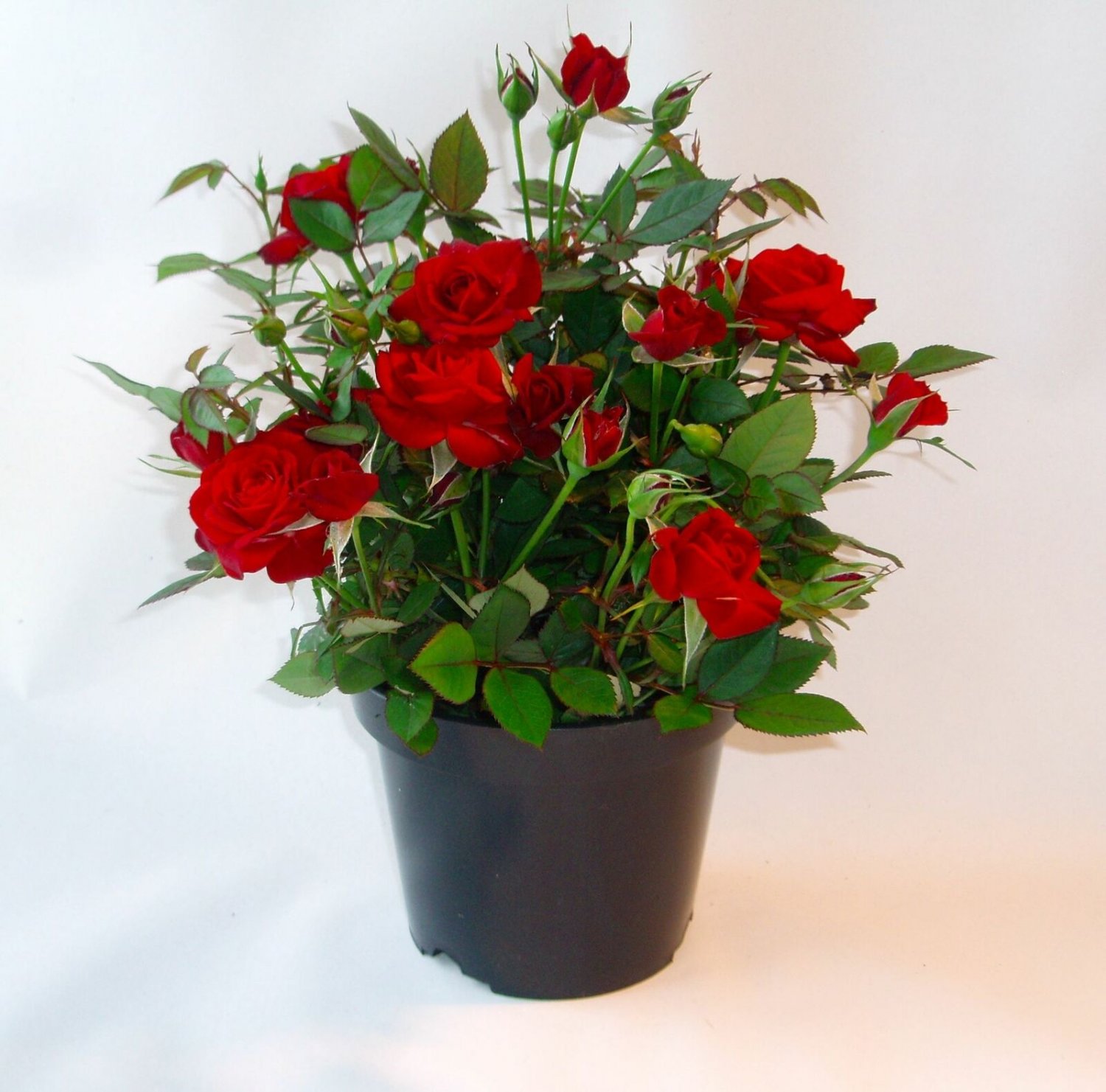 Rosa drift Red PP#17877 plant 1gallon Live Plant NN7 FR71G Outdoor