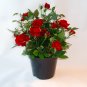 Rosa drift Red PP#17877 plant 1gallon Live Plant NN7 FR71G Outdoor