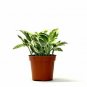 Epipremnum Aureum Pearls And Jade hos  Live Plant NN7 4inPot  Indoor CO8