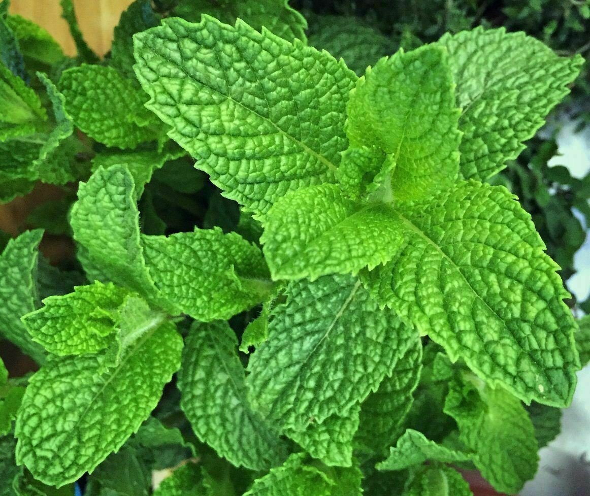Spearmint Mentha Spicata Herbs Live Plant NN7 4inPot