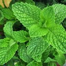 Spearmint Mentha Spicata Herbs Live Plant NN7 4inPot
