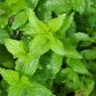 Spearmint Mentha Spicata Herbs Live Plant NN7 4inPot