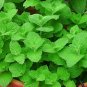 Spearmint Mentha Spicata Herbs Live Plant NN7 4inPot