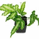 Ribbon Fern Table Fern Cretan Fern Albo Lineata  Live Plant NN7 4inPot  Indoor C