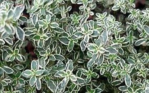 Thyme Silver Thyme S Groundcover Herbal Live Plant NN7  veggies herbal  4inPot