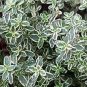 Thyme Silver Thyme S Groundcover Herbal Live Plant NN7  veggies herbal  4inPot