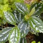 Aluminum Pilea Cadierei Foliage House  Live Plant NN7 4inPot Su9 succulent indoo