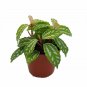 Aluminum Pilea Cadierei Foliage House Live Plant NN7 4inPot Su9 succulent indoo