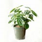 Aluminum Pilea Cadierei Foliage House Live Plant NN7 4inPot Su9 succulent indoo