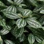Aluminum Pilea Cadierei Foliage House Live Plant NN7 4inPot Su9 succulent indoo